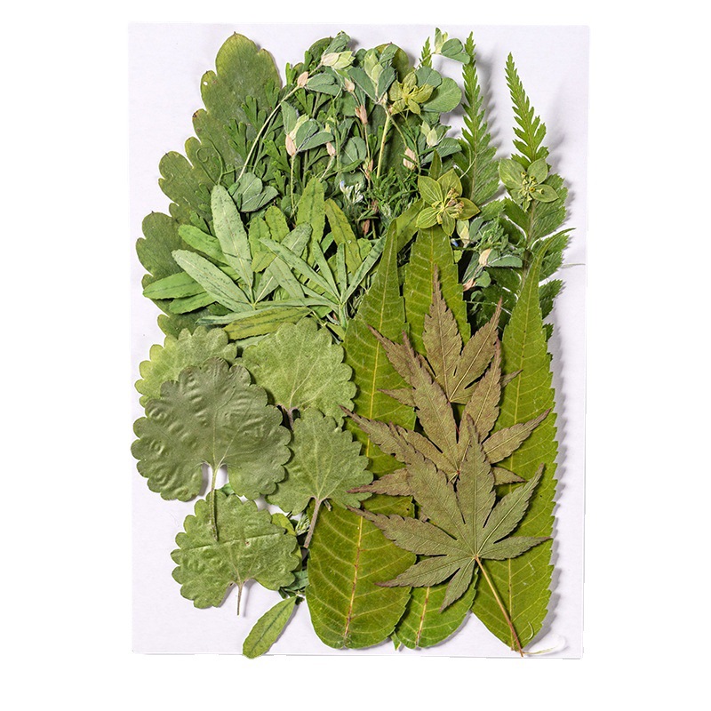 1 takım 35 adet Preslenmiş Kur - Dried Flower Bulk incelemesi ve fiyatı